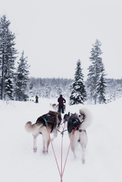 chiens de traineaux dans la neige