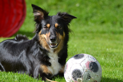 photo de chien à côté d'un ballon