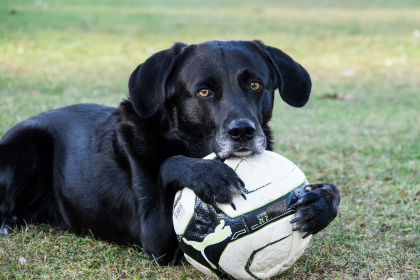 photo de chien noir tenant un ballon