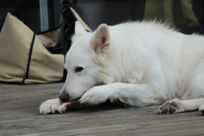 photo de chien qui mange