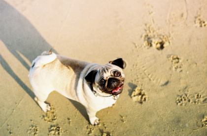 Photo de carlin à la plage