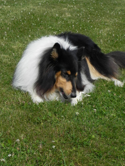 photo de chien qui mange allongé dans l'herbe