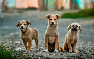 photo de 3 petits chiens