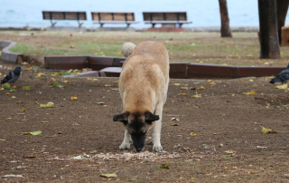 chien mangeant quelque chose par terre