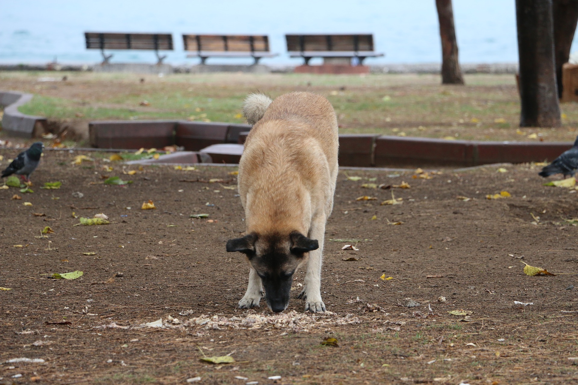 chien mangeant quelque chose par terre