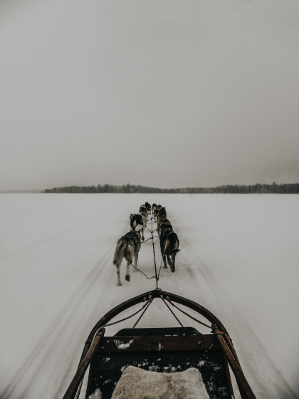 chien de traineaux