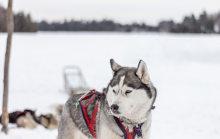 photo d'un husky dans la neige