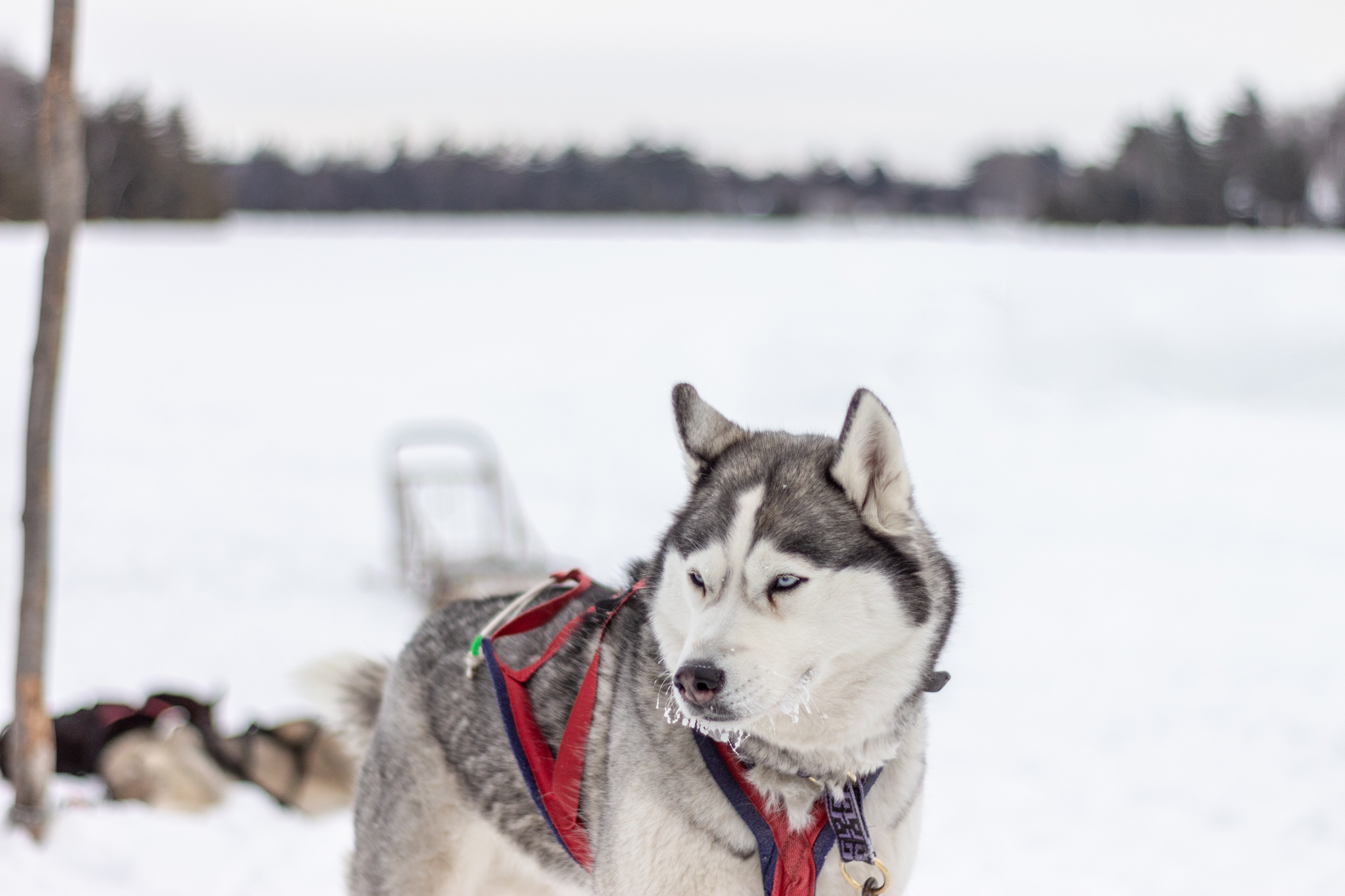 photo d'un husky dans la neige