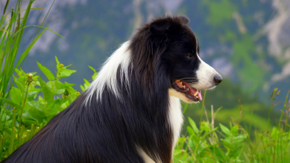 photo de border collie