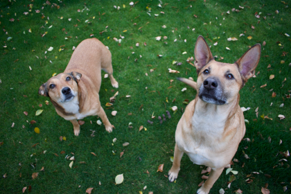 photo de 2 chiens dans l'herbe