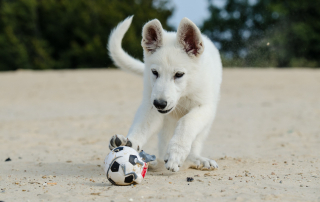 Photo de chien blanc jouant avec un ballon