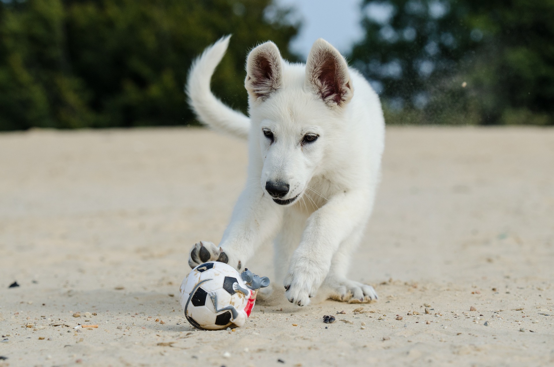 Photo de chien blanc jouant avec un ballon