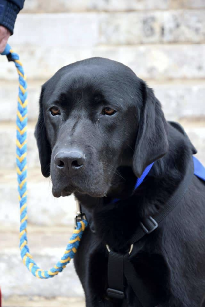 photo de labrador noir