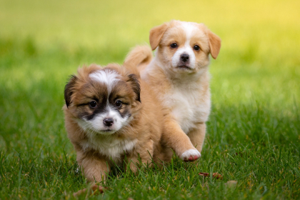 photo de 2 chiots