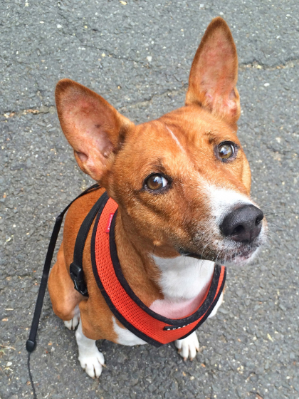 basenji