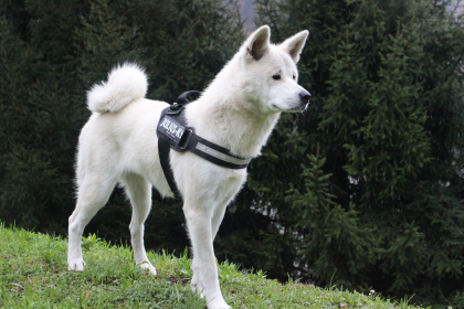 akita inu blanc