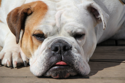 photo de bouledogue