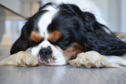 cavalier king charles endormi