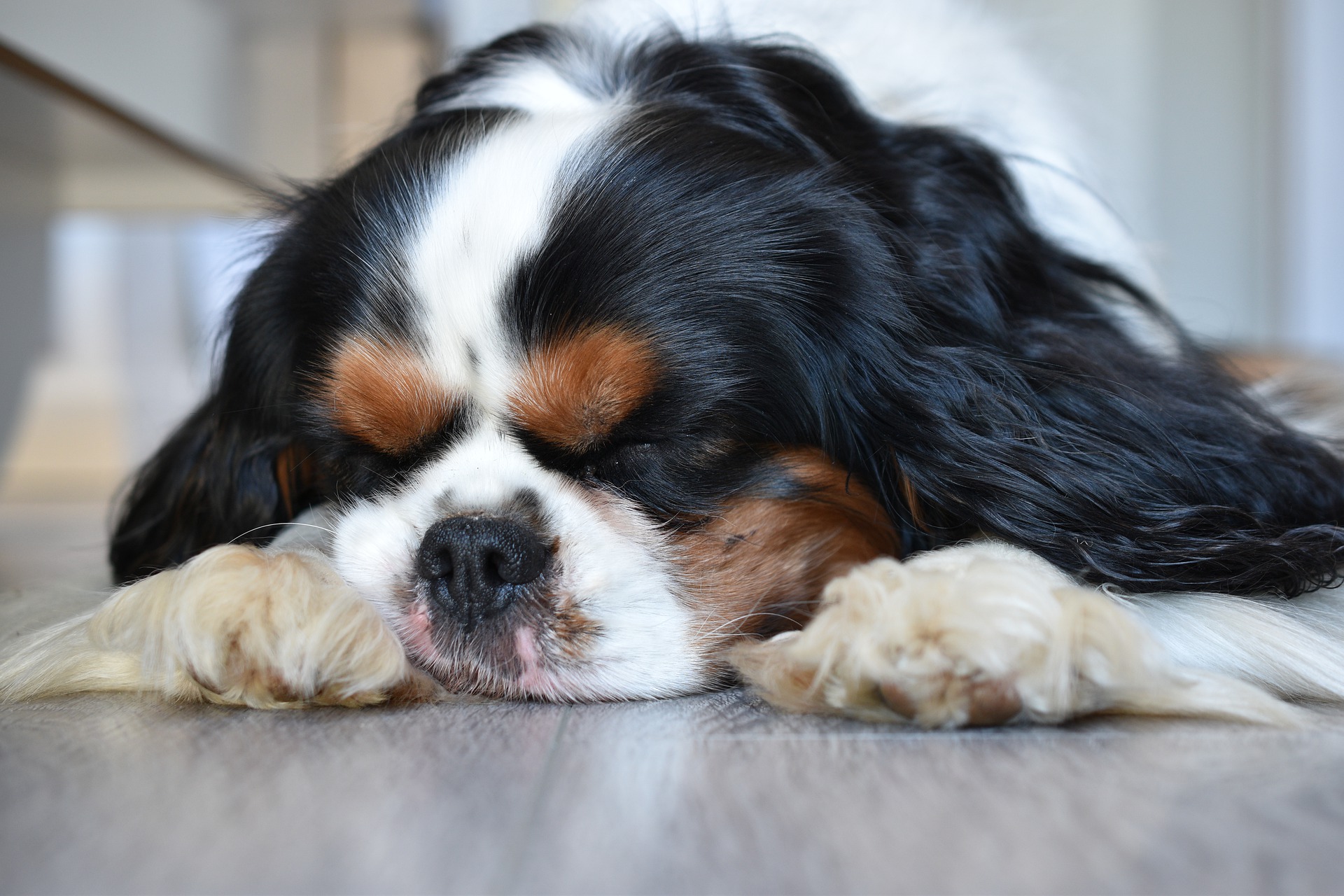 Top 10 des races de chiens qui aboient peu • Emprunte Mon toutou