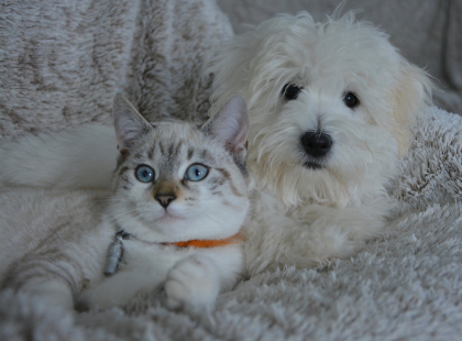 photo d'un chien et d'un chat