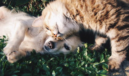 photo de chat se frottant sur tête de chien