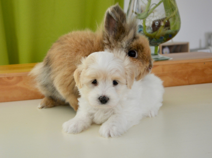 chien et lapin se faisant un câlin