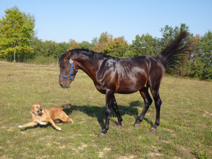 Chien et cheval en train de jouer