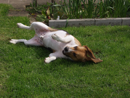 chien qui se roule dans l'herbe