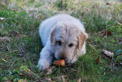 photo de chien qui mange une carotte