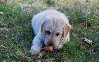 chien mangeant une carotte