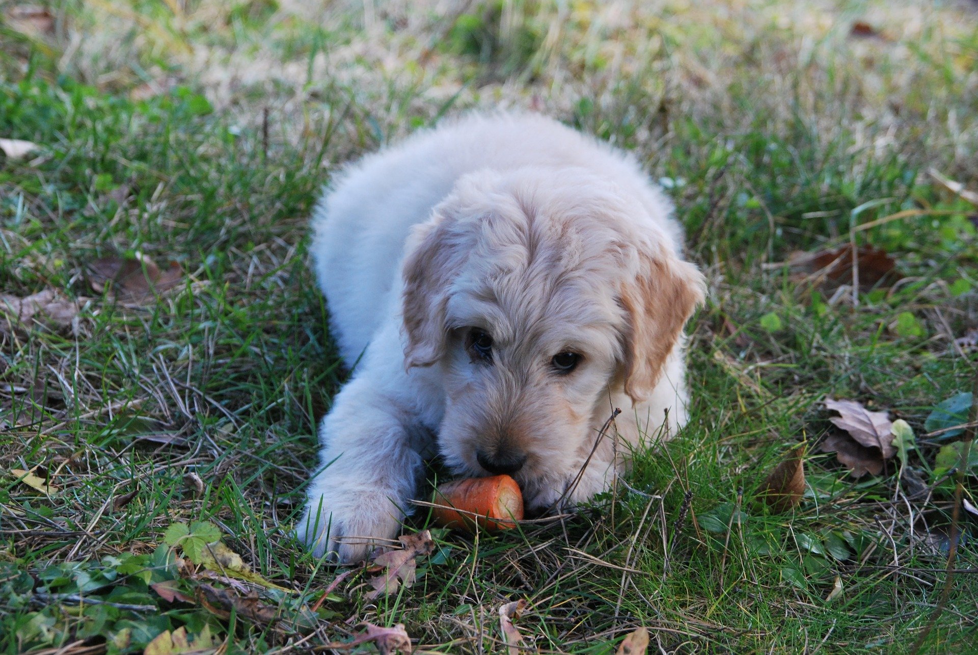 chien mangeant une carotte