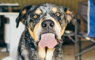 chien qui tire la langue