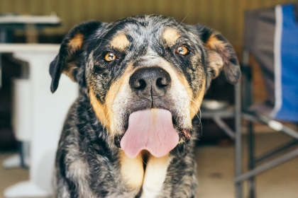 photo de chien qui passe la langue