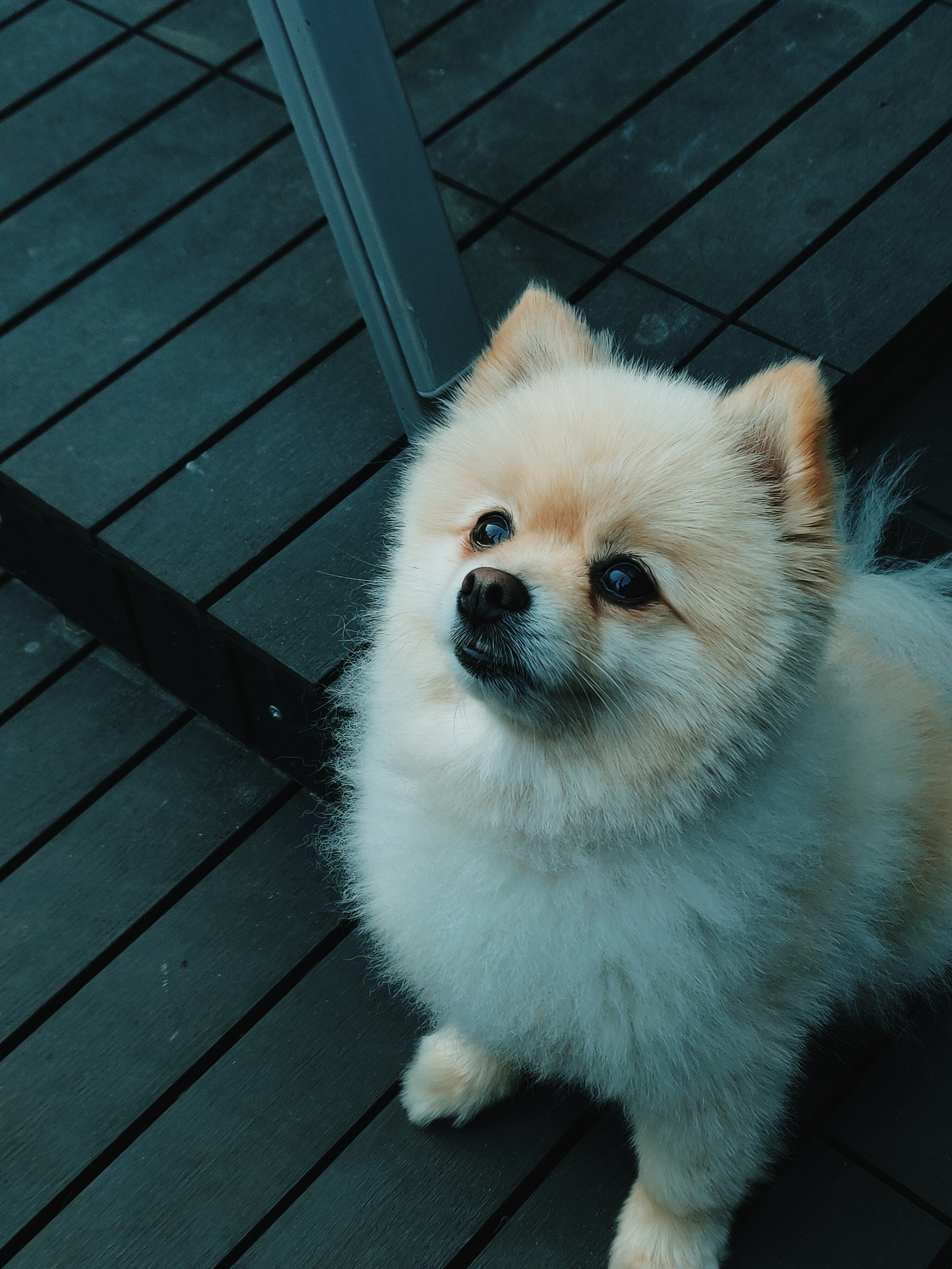 10 Questions Sur Le Spitz Nain Ou Loulou De Poméranie