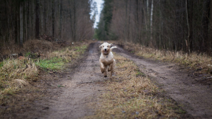 chien courant dans la forêt