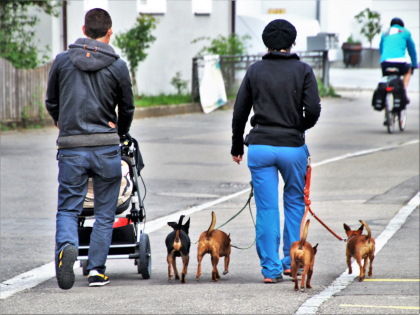 couple promenant plusieurs petits chiens