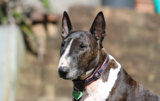 photo de Bull Terrier Bringé