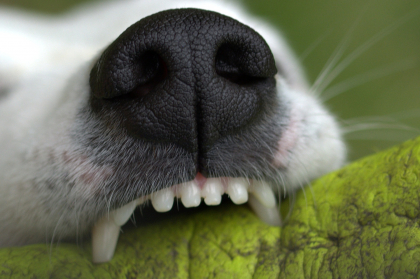 gros plan sur des dents de chien