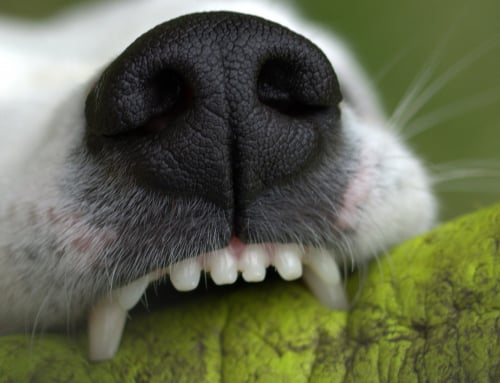 Comment prendre soin des dents de son chien ?