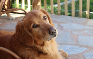 PHOTO DE GOLDEN RETRIEVER