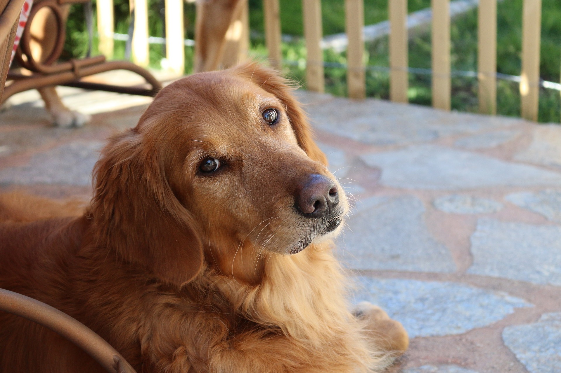 PHOTO DE GOLDEN RETRIEVER