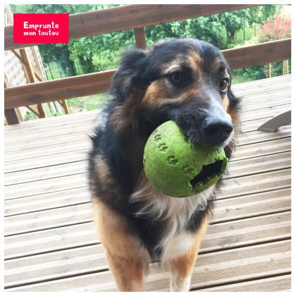 photo de chien avec une balle dans la gueule