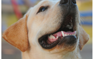 LABRADOR SABLE