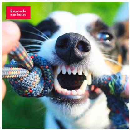 chien tirant sur une corde