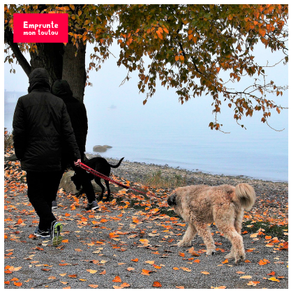 Homme promenant 2 chiens