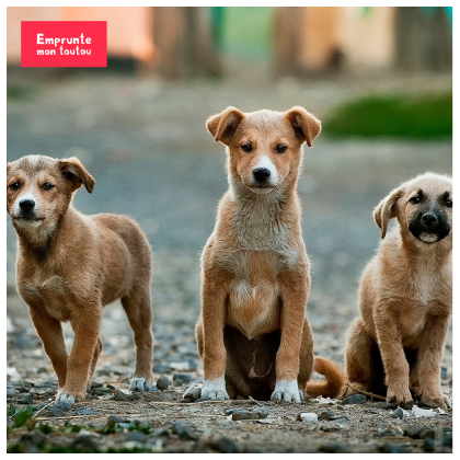 photo de bouledogue