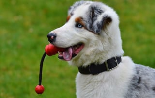 photo de chien avec un jouet dans la gueule