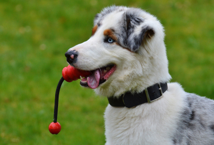 chien tenant un jouet dans sa gueule