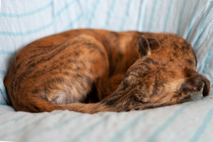 chien couché en rond