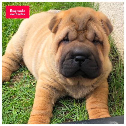 photo de sharpei